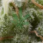 Насіння конопель Auto SUPER HASH від Pyramid Seeds